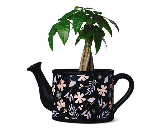 Belavi 
 Teacup or Watering Can Planter