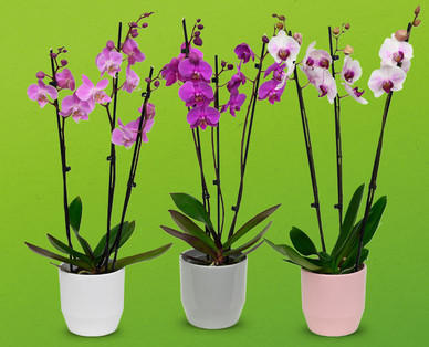 Orchidee 3-Trieber