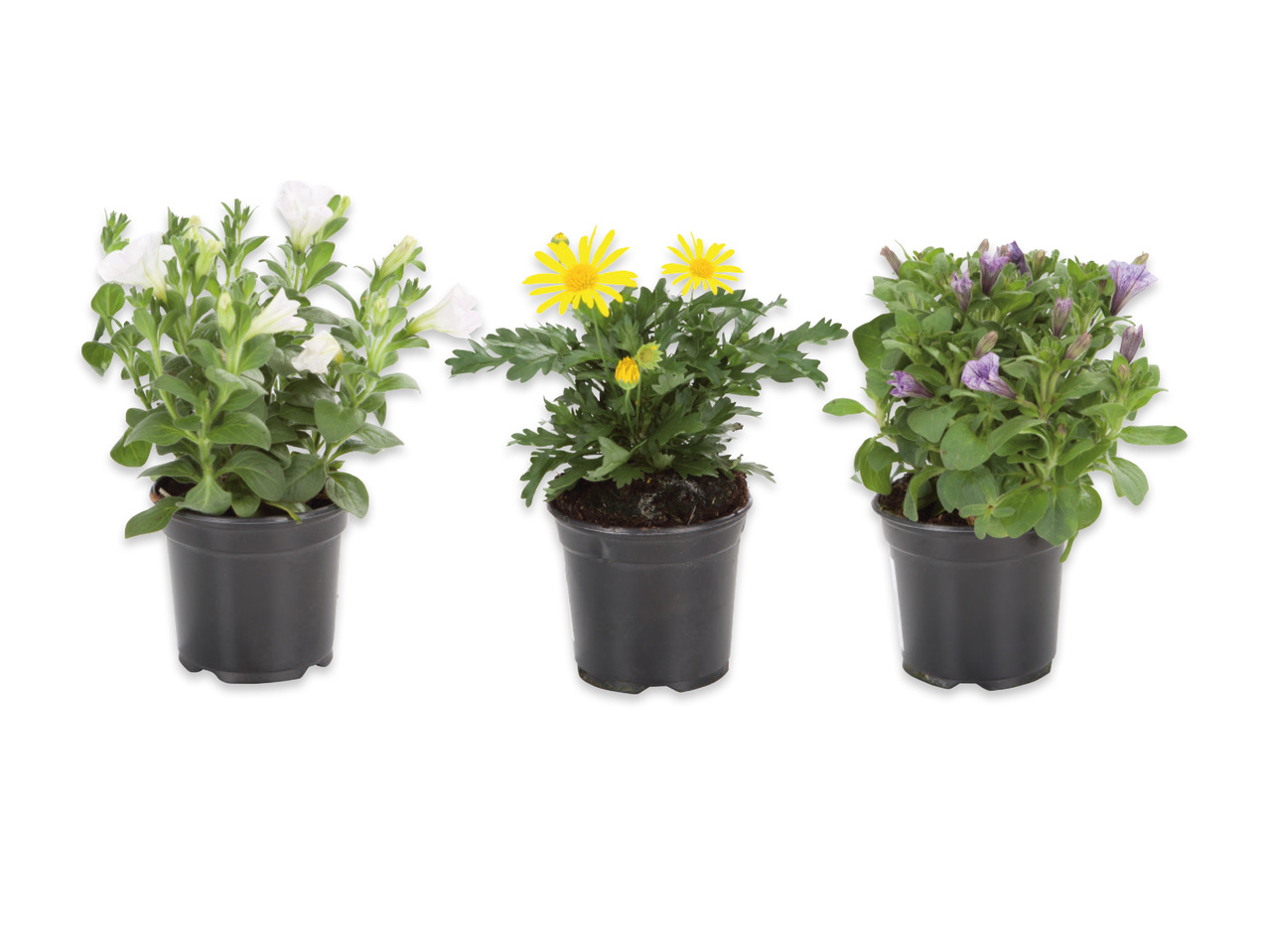 Fröplantor
