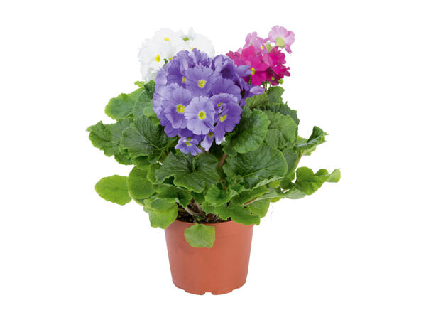 Primula