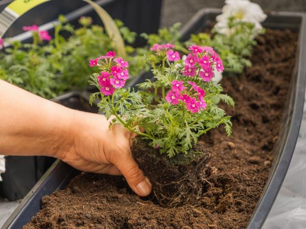 Bedplanter
