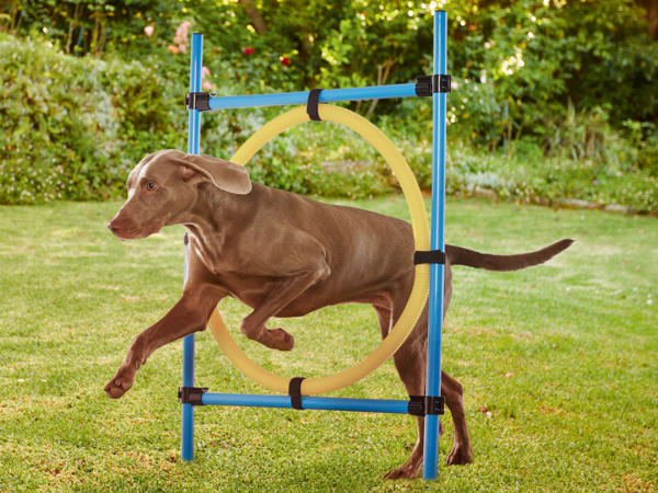 ZOOFARI(R) Hunde Agility-Sortiment