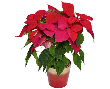 ÉTOILE DE NOËL FAIRTRADE