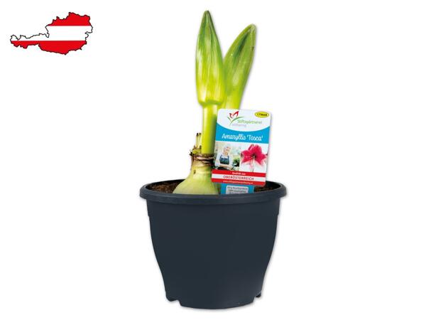 Amaryllis Premium