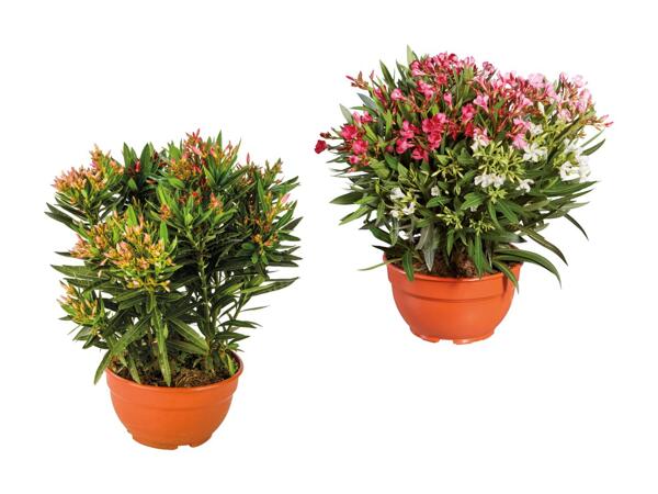 Trio de ­lauriers-­­roses dans une coupe XL