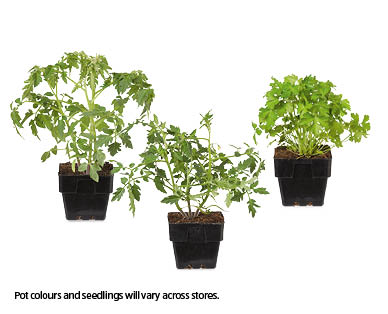 Assorted Seedlings 100mm