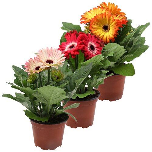 GARDENLINE Gerbera