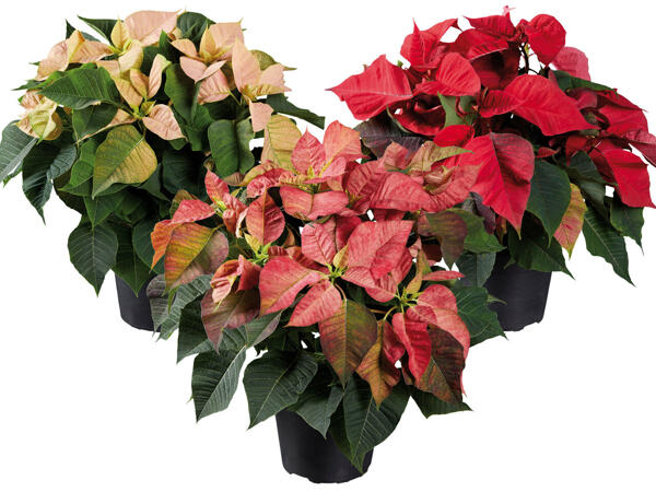 Weihnachtsstern Deluxe