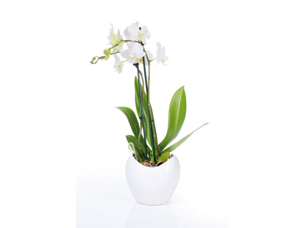 Phalaenopsis in Keramiktopf