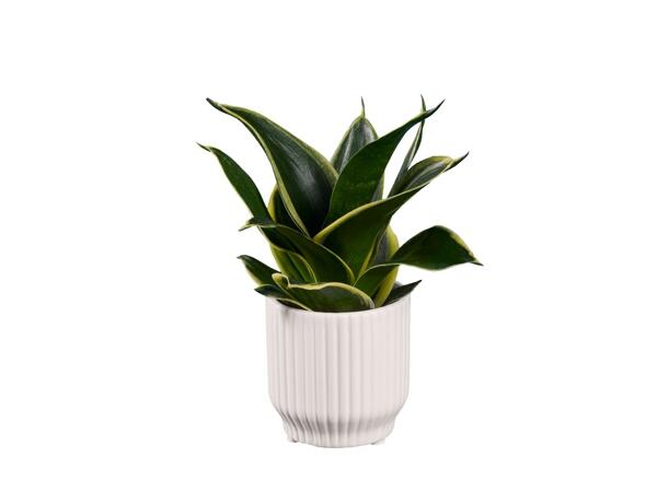 Mini Succulent in Modern Ceramic Pot
