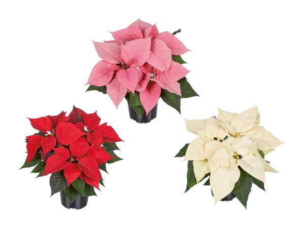 Poinsettia à plusieurs branches