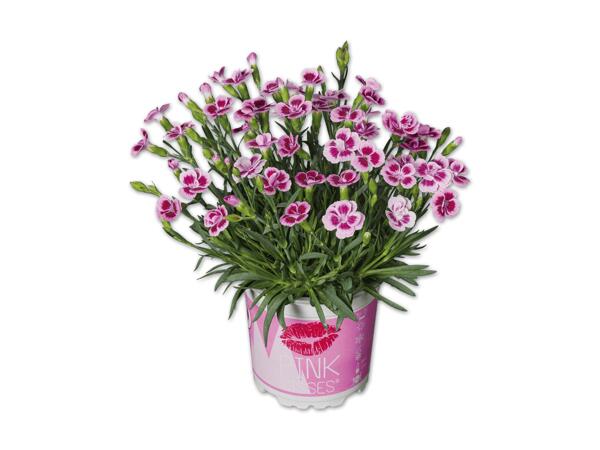 Dianthus Pink Kisses(R)