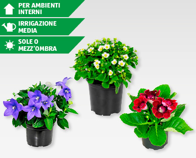Mix di piante in fiore GARDENLINE(R)