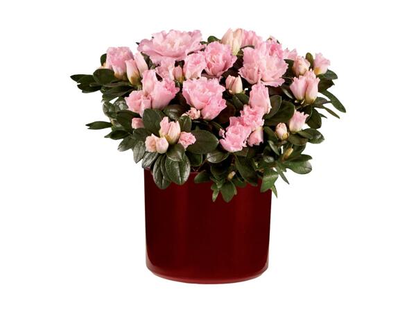 Cyclamen/​Azalea in Pot