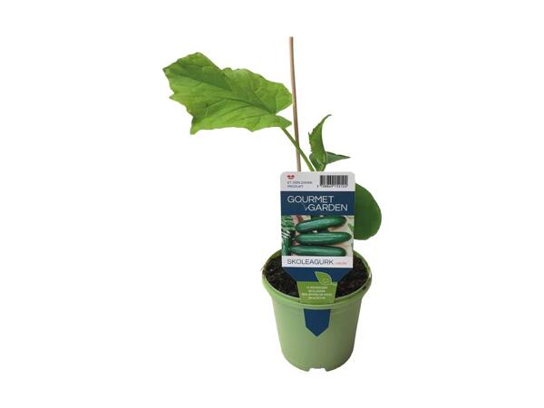 Peber-, agurk eller tomatplante