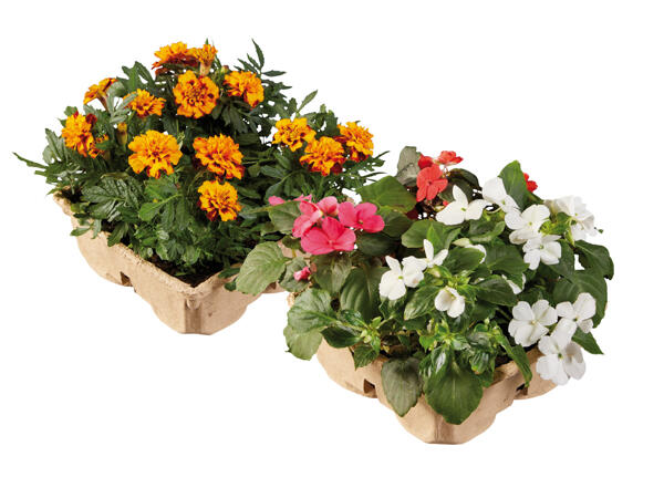 Balcony Plants