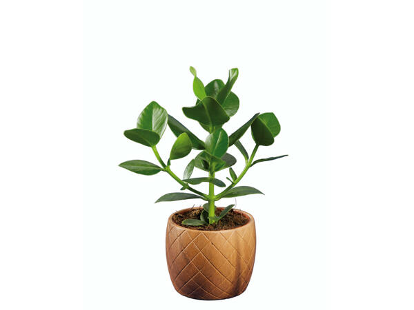 Plantes vertes avec pots en céramique effet bois