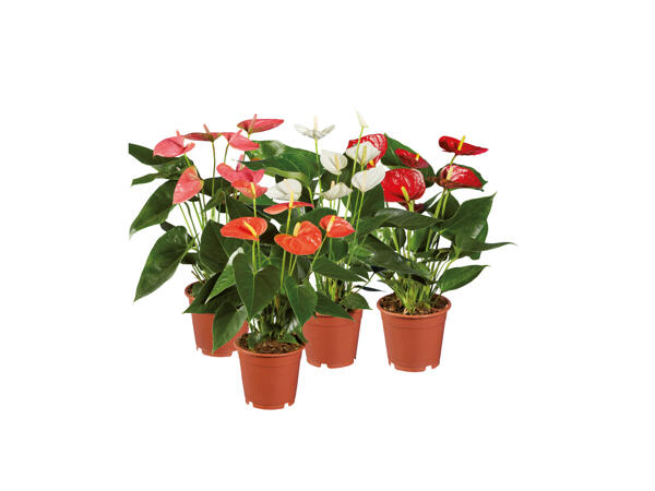 Rosenkalla