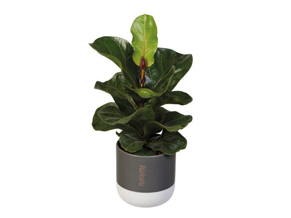 Easy Care Houseplants