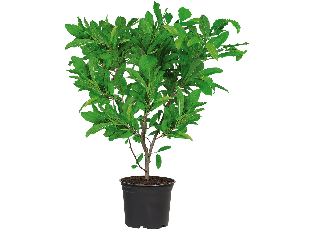 Magnolie