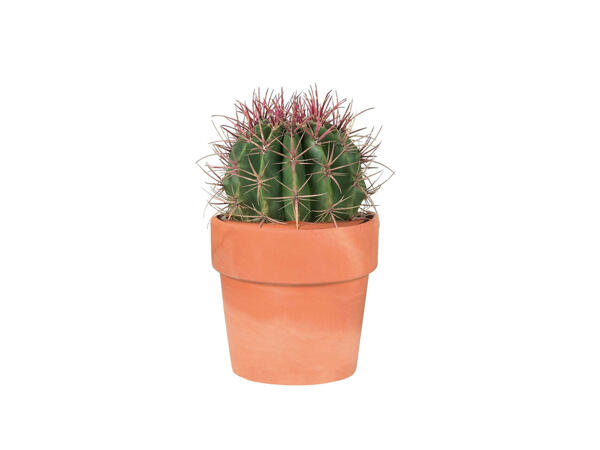 Cactus dans un pot en terre cuite