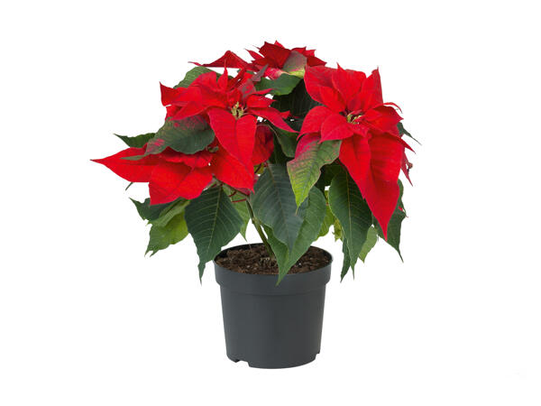 Poinsettia