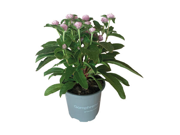 Ungkarleknap/Gomphrena