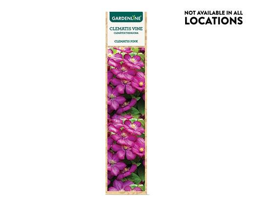 Gardenline Clematis Flowering Vine Assorted Varieties