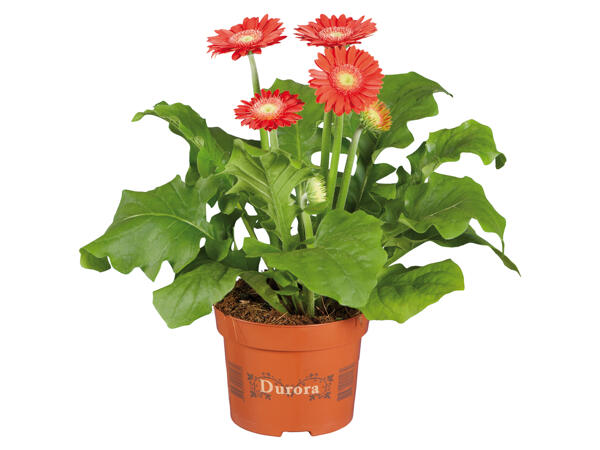 Gerbera Durora In- & Outdoor(R)