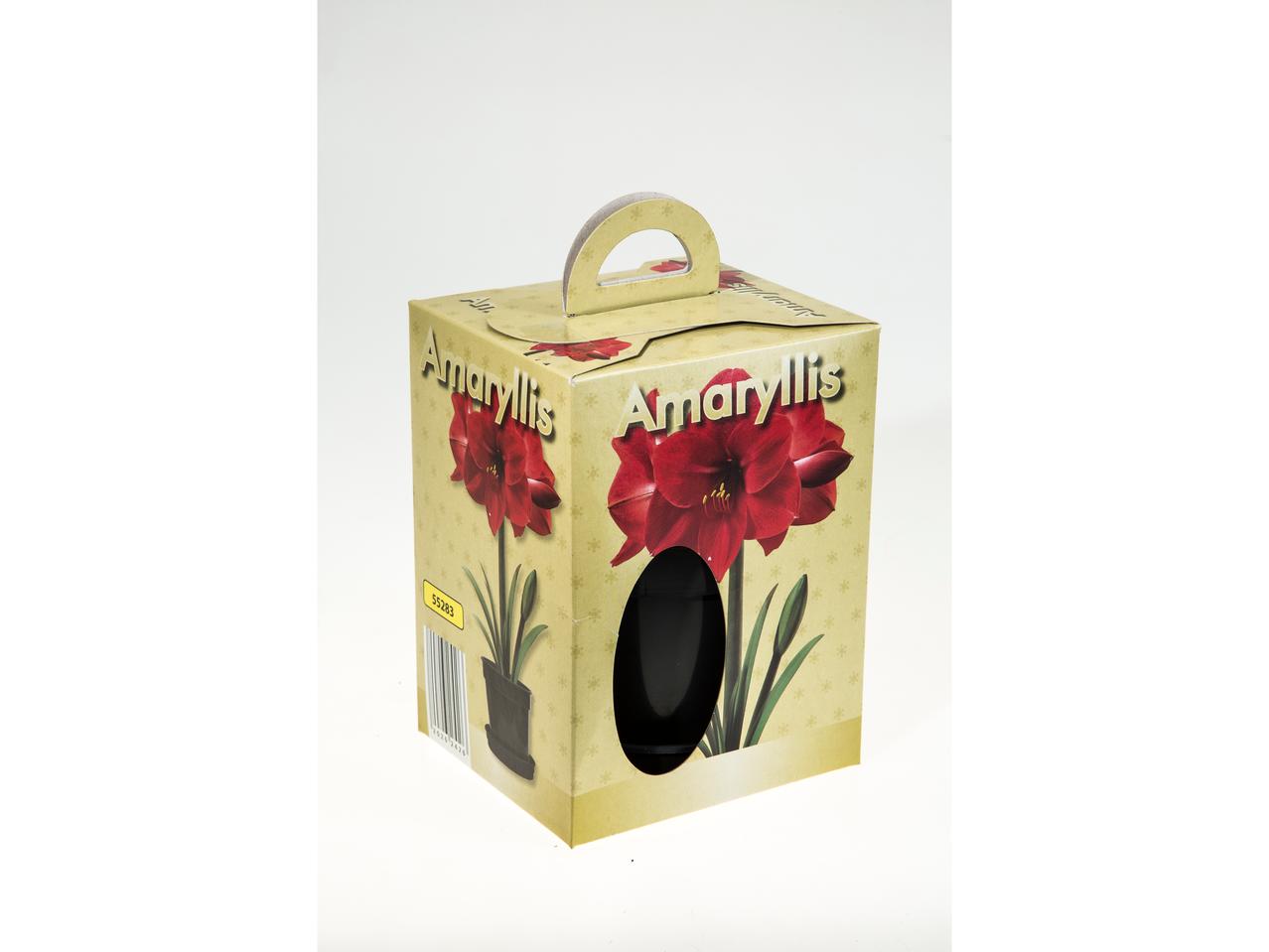 Amaryllis