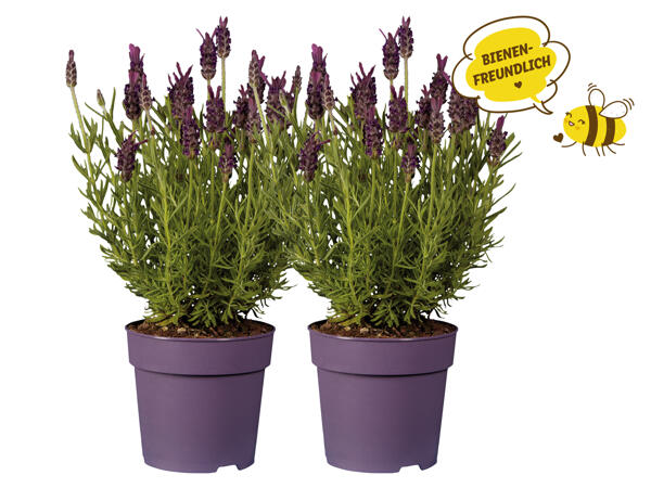 Lavendel stoechas
