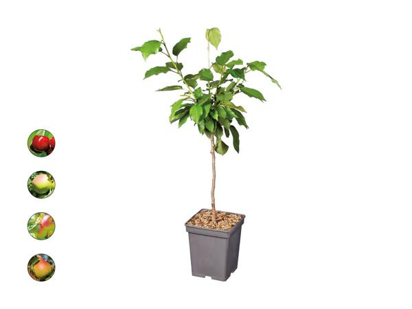 Arbre fruitier nain