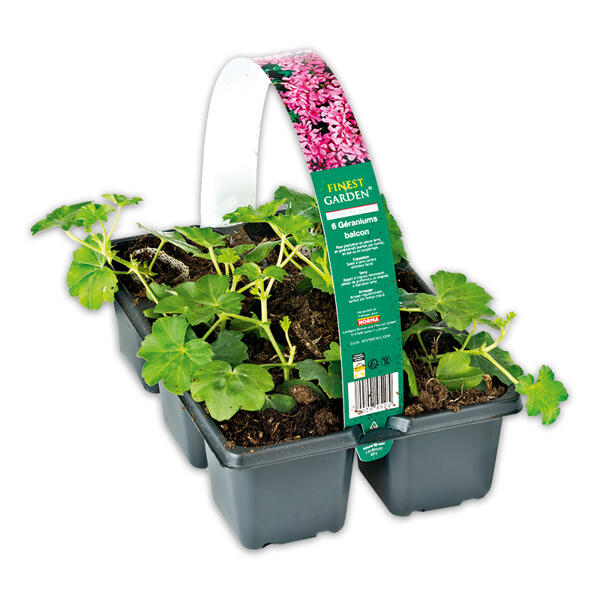 Geranien / Fuchsien