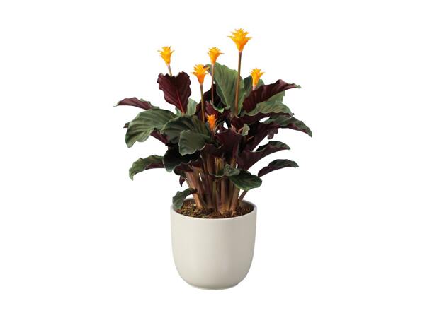 Blomstrende planter