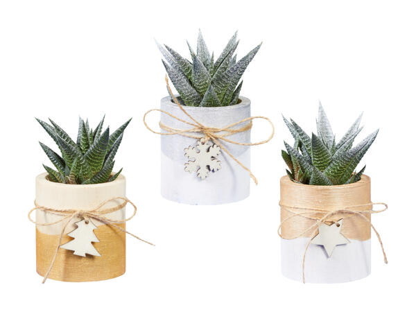 Haworthia en pot en bois