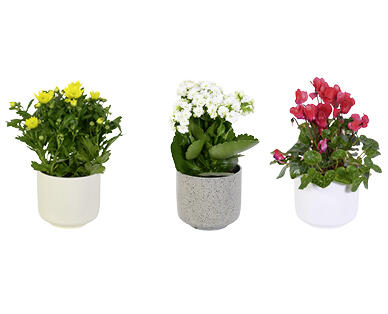 PLANTE À FLEURS