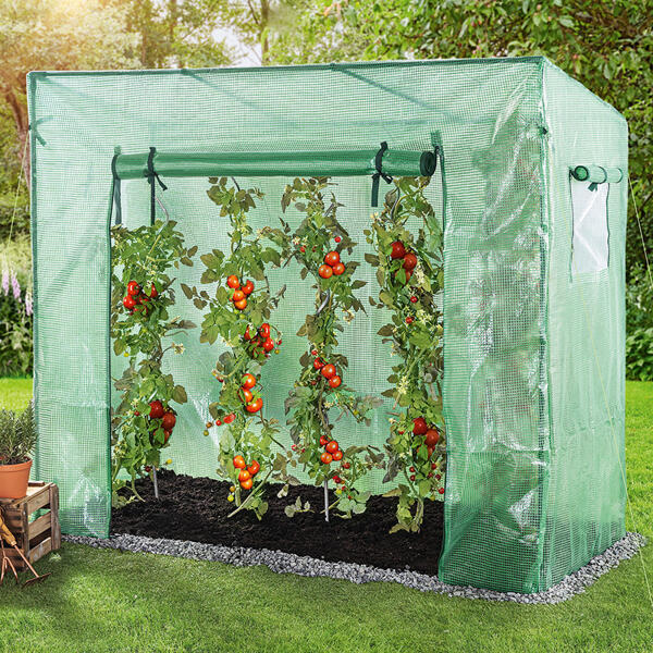 Tomatengewächshaus
