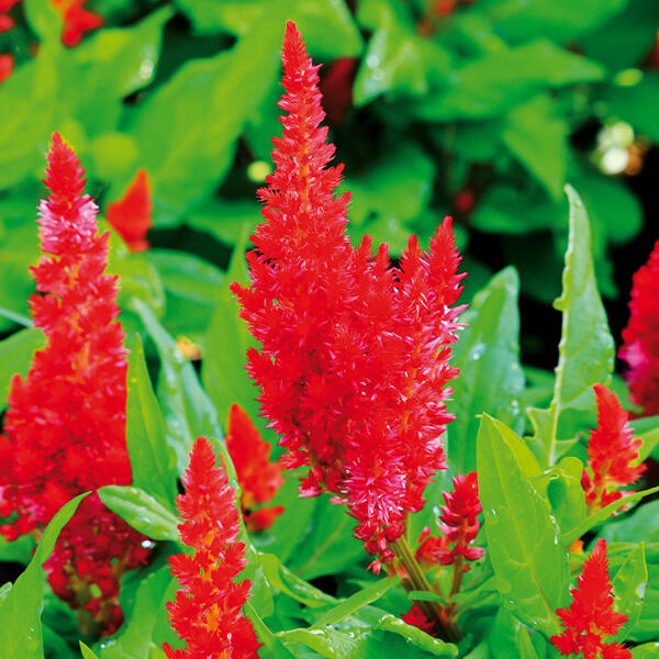 Celosia Federbusch Trio