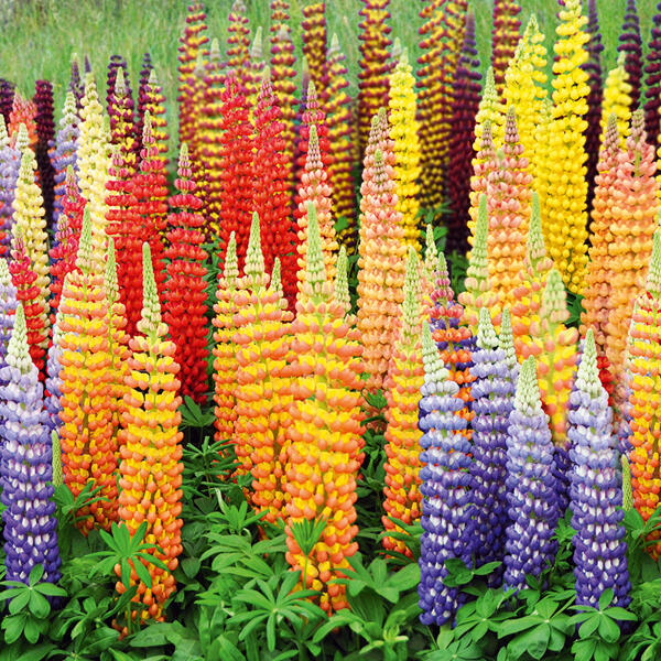 Riesen-Lupinen-Busch