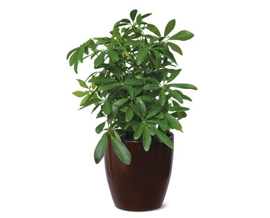 5" Foliage