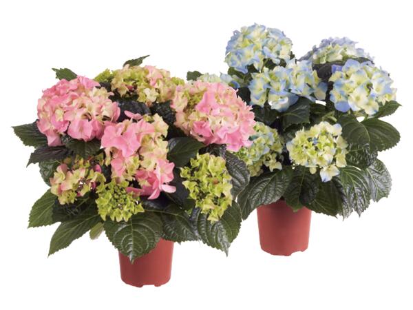 Hortensia
