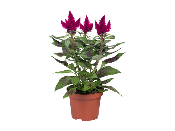 Celosia