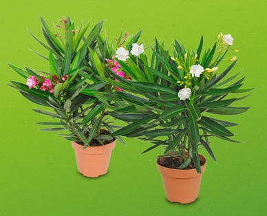 Oleander