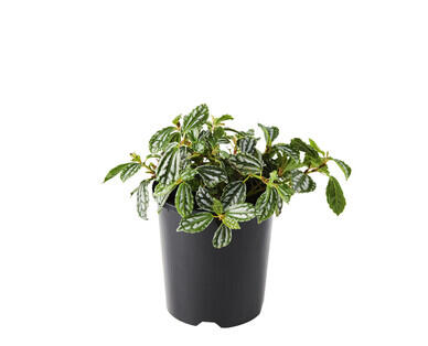 Assorted Mini Foliage 140mm