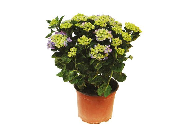 Stor dansk hortensia