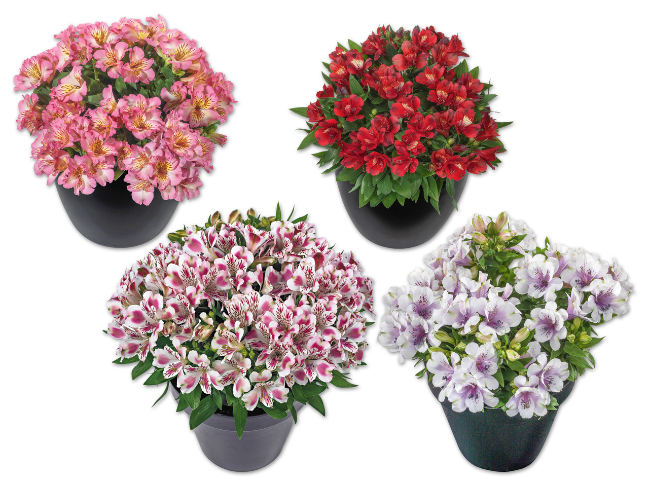 Alstromeria