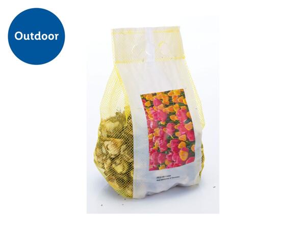 Landscape Mix Bulbs