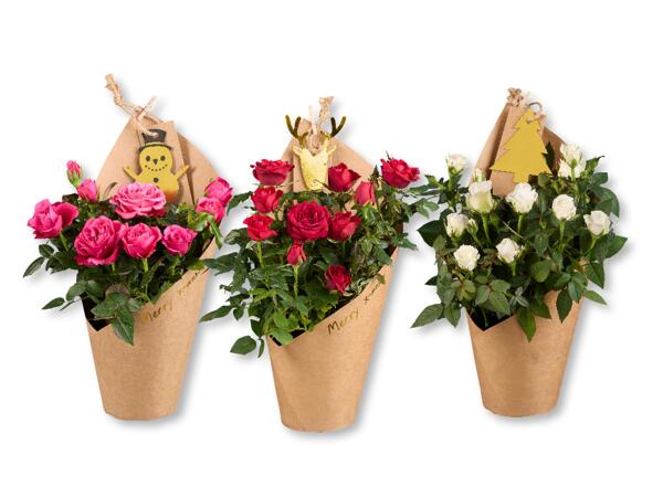Roses