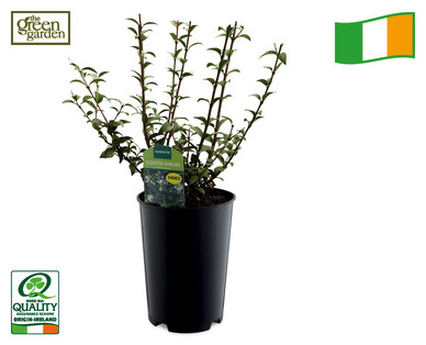Irish Grown Scented Shrubs