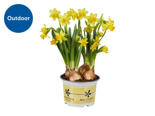 Potted Daffodils